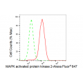 KD-Validated MAPKAPK2 Rabbit mAb (20 μl)