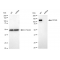 KD-Validated CD146 Rabbit mAb (20 μl)