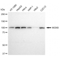 KD-Validated MCM3 Rabbit mAb (20 μl)