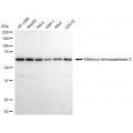 KD-Validated METAP2 Rabbit mAb (20 μl)
