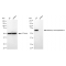 KD-Validated METAP2 Rabbit mAb (20 μl)