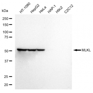 KD-Validated MLKL Rabbit mAb (20 μl)