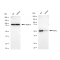 KD-Validated MLKL Rabbit mAb (20 μl)