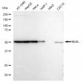 KD-Validated MLKL Rabbit mAb (20 μl)