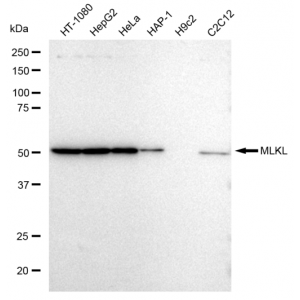 KD-Validated MLKL Rabbit mAb (20 μl)