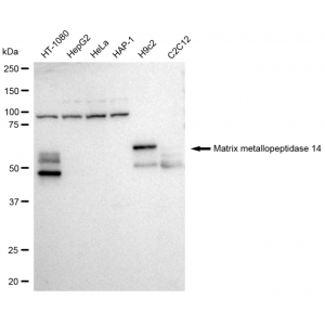 KD-Validated MMP14 Rabbit mAb (20 μl)