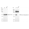 KD-Validated MMP14 Rabbit mAb (20 μl)