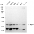 KD-Validated NEK7 Rabbit mAb (20 μl)