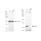 KD-Validated NEK7 Rabbit mAb (20 μl)