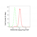 KD-Validated PAFAH1B1 Rabbit mAb (20 μl)