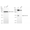 KD-Validated PAFAH1B1 Rabbit mAb (20 μl)