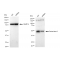 KD-Validated Paired box 6 Rabbit mAb (20 μl)