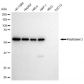 KD-Validated PEPD Rabbit mAb (20 μl)