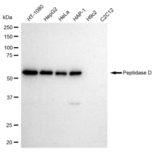 KD-Validated PEPD Rabbit mAb (20 μl)