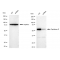 KD-Validated PEPD Rabbit mAb (20 μl)