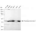 KD-Validated PGK1 Rabbit mAb (20 μl)