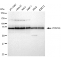 KD-Validated PPM1G Rabbit mAb (20 μl)