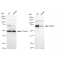 KD-Validated PPM1G Rabbit mAb (20 μl)