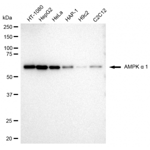 KD-Validated AMPKA1 Rabbit mAb (20 μl)