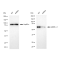 KD-Validated AMPKA1 Rabbit mAb (20 μl)