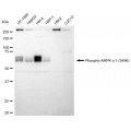 KD-Validated Phospho-AMPKA1 (S496) Rabbit mAb (20 μl)
