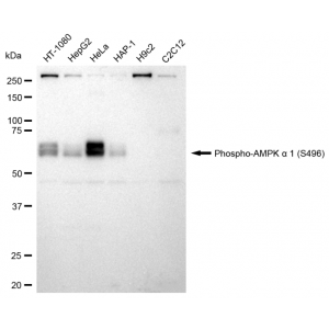 KD-Validated Phospho-AMPKA1 (S496) Rabbit mAb (20 μl)