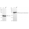 KD-Validated PRMT7 Rabbit mAb (20 μl)