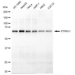 KD-Validated PTPN11 Rabbit mAb (20 μl)