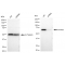 KD-Validated PTPN11 Rabbit mAb (20 μl)