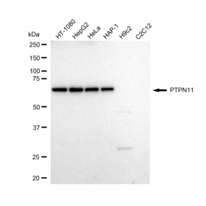 KD-Validated PTPN11 Rabbit mAb (20 μl)