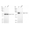 KD-Validated PTPN11 Rabbit mAb (20 μl)