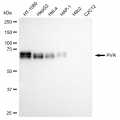 KD-Validated PVR Rabbit mAb (20 μl)