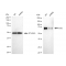 KD-Validated PVR Rabbit mAb (20 μl)