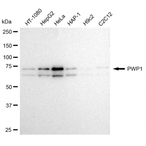 KD-Validated PWP1 Rabbit mAb (20 μl)