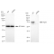 KD-Validated PWP1 Rabbit mAb (20 μl)