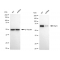 KD-Validated Raf1 Rabbit mAb (20 μl)