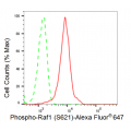 KD-Validated Phospho-Raf1 (S621) Rabbit mAb (20 μl)
