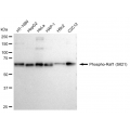 KD-Validated Phospho-Raf1 (S621) Rabbit mAb (20 μl)
