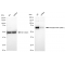 KD-Validated Phospho-Raf1 (S621) Rabbit mAb (20 μl)