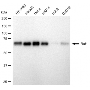 KD-Validated Raf1 Rabbit mAb (20 μl)