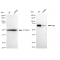 KD-Validated Raf1 Rabbit mAb (20 μl)