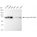 KD-Validated Phospho-RSK1 (S380) Rabbit mAb (20 μl)