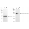 KD-Validated Phospho-RSK1 (S380) Rabbit mAb (20 μl)