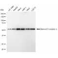 KD-Validated RXRA Rabbit mAb (20 μl)