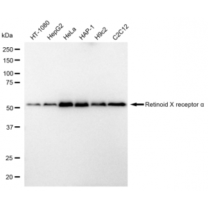 KD-Validated RXRA Rabbit mAb (20 μl)