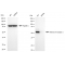 KD-Validated RXRA Rabbit mAb (20 μl)