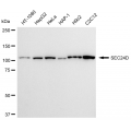 KD-Validated SEC24D Rabbit mAb (20 μl)