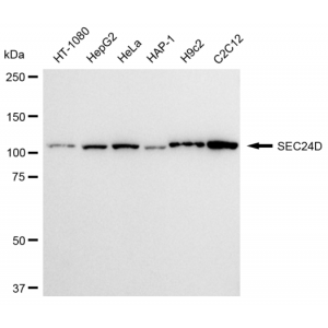 KD-Validated SEC24D Rabbit mAb (20 μl)