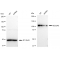 KD-Validated SEC24D Rabbit mAb (20 μl)
