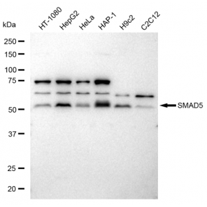 KD-Validated SMAD5 Rabbit mAb (20 μl)